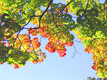 Кунцево, Филевский парк, Осень 2004 года 1024x768 (552Кб. jpg)